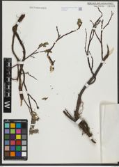 Foto von Salix saxatilis Turcz. ex Ledeb.